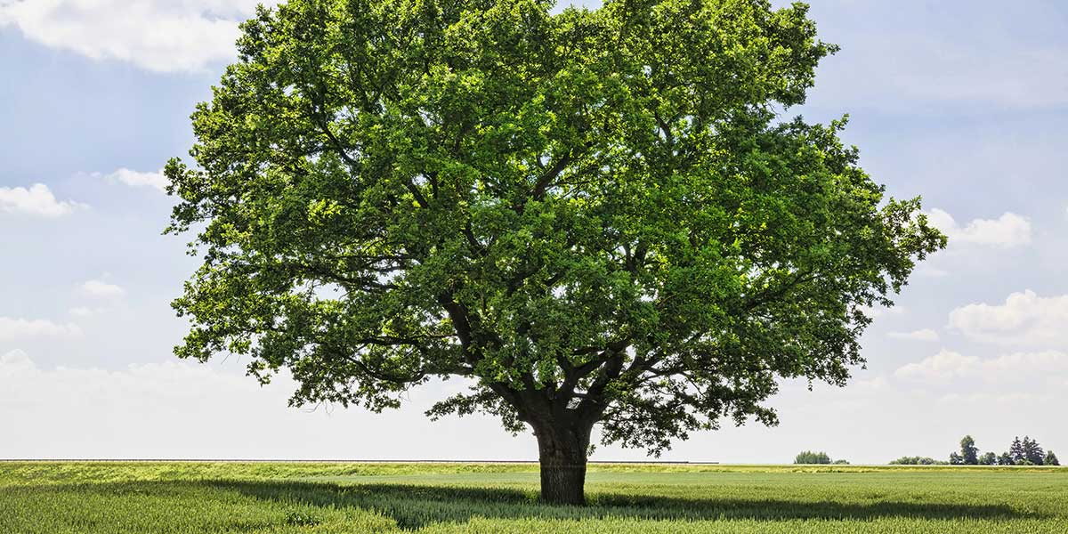 How Much Wind Can a Tree Withstand in Fairfax, VA? 1 how much wind can a tree withstand